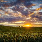 Sonnenblumen fiebern dem Sonnenaufgang entgegen