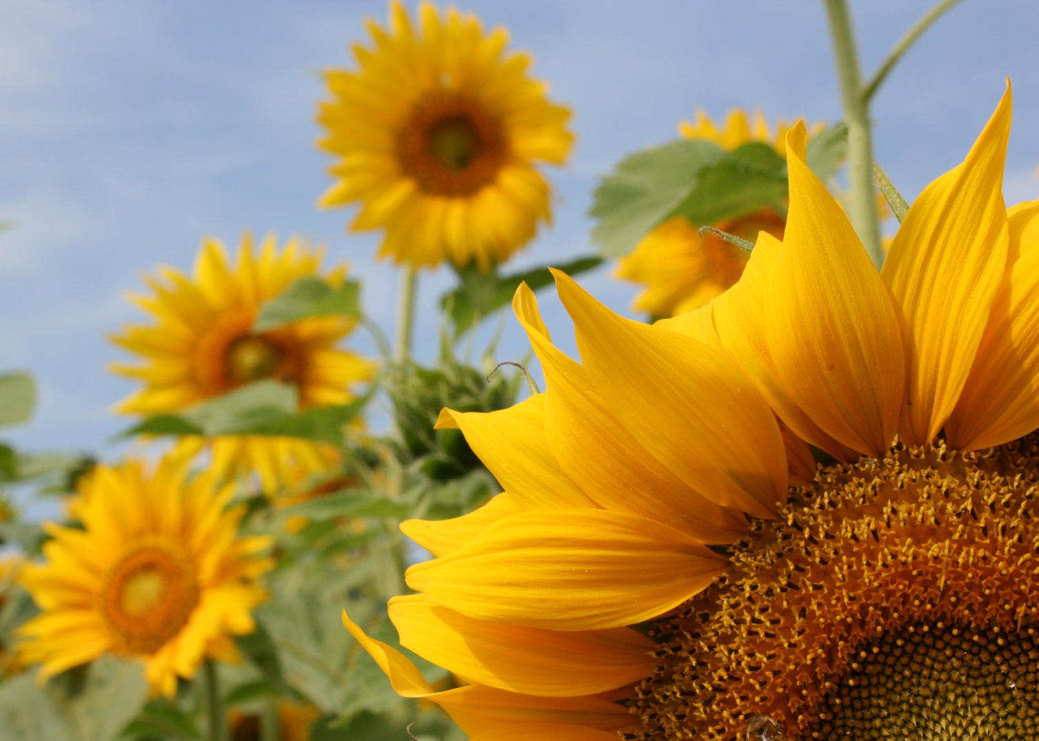 Sonnenblumen-Flammenmeer