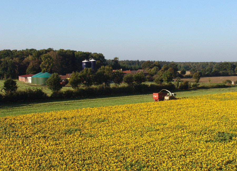 Sonnenblumen für Biogas