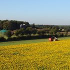 Sonnenblumen für Biogas