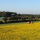 Sonnenblumen fr Biogas