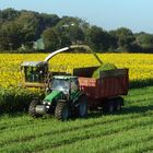 Sonnenblumen für Biogas, Detail I