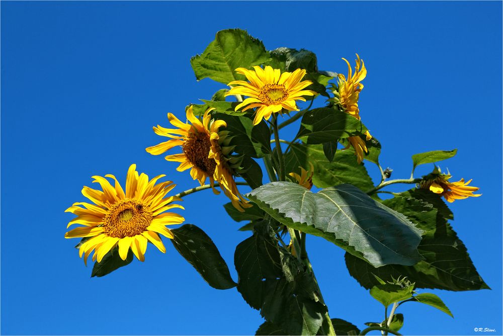 Sonnenblumen für das WE