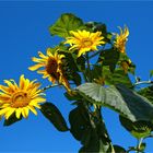 Sonnenblumen für das WE