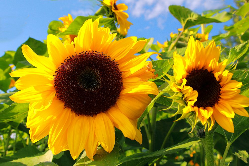 Sonnenblumen für euch