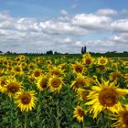 Sonnenblumen für Euch alle