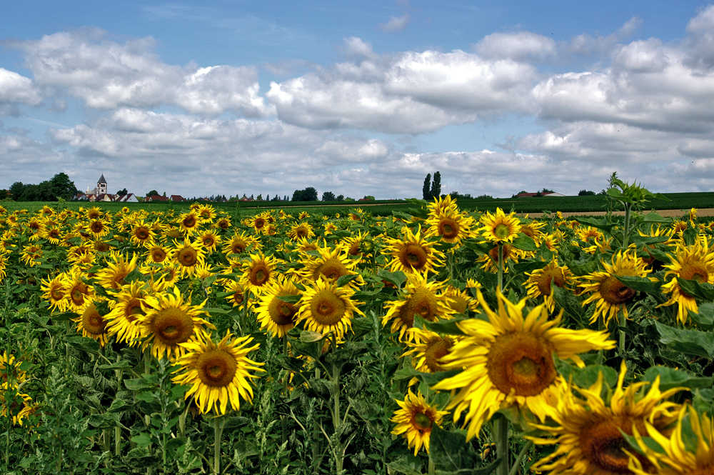 Sonnenblumen für Euch alle