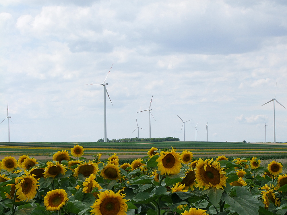 Sonnenblumen für Jopi!