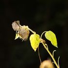 Sonnenblumen-Futterstelle