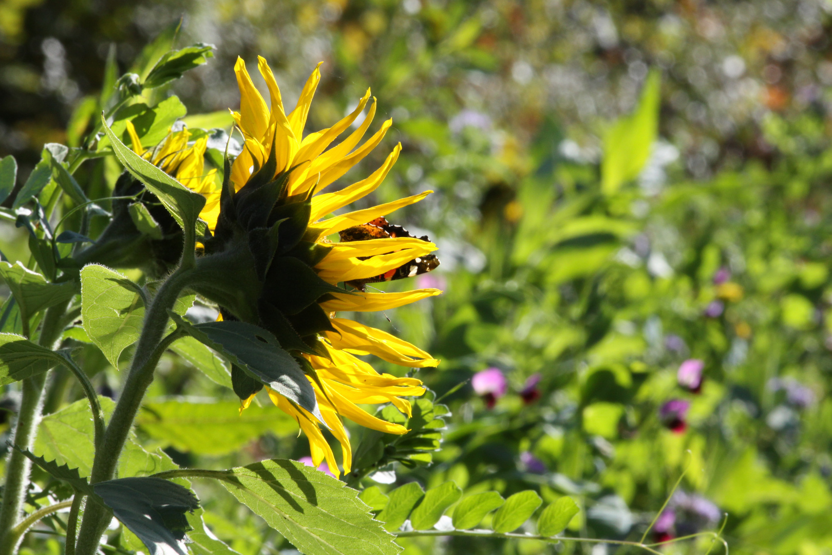 Sonnenblumen Gast