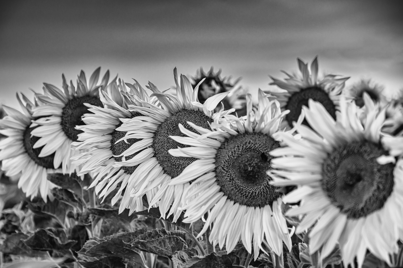 Sonnenblumen gehen auch in schwarzweiß