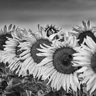 Sonnenblumen gehen auch in schwarzweiß