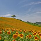 Sonnenblumen - Girasoli nelle Marche