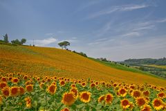 Sonnenblumen - Girasoli nelle Marche