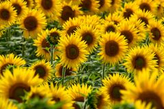 Sonnenblumen Gruss