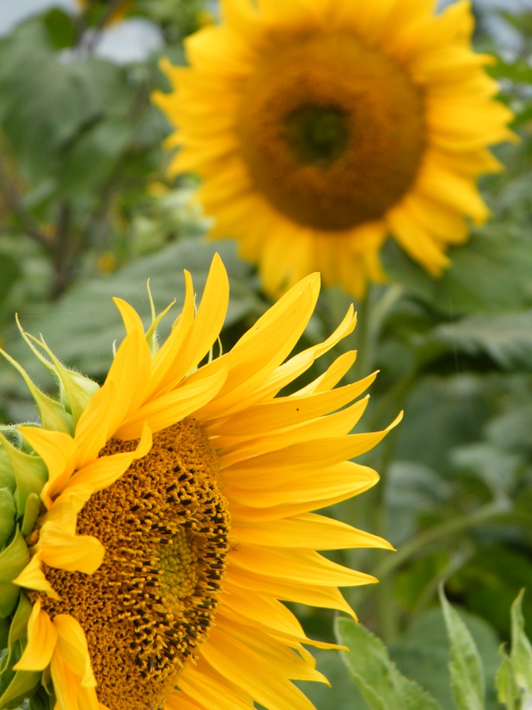 Sonnenblumen halt...