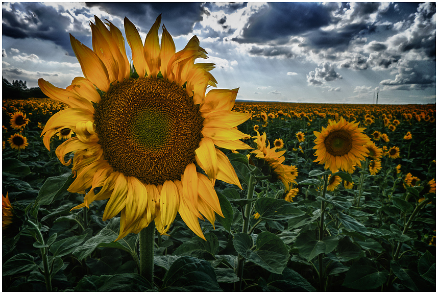 Sonnenblumen HDR