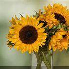 Sonnenblumen ~ Helianthus....