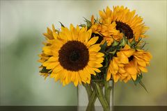 Sonnenblumen ~ Helianthus....