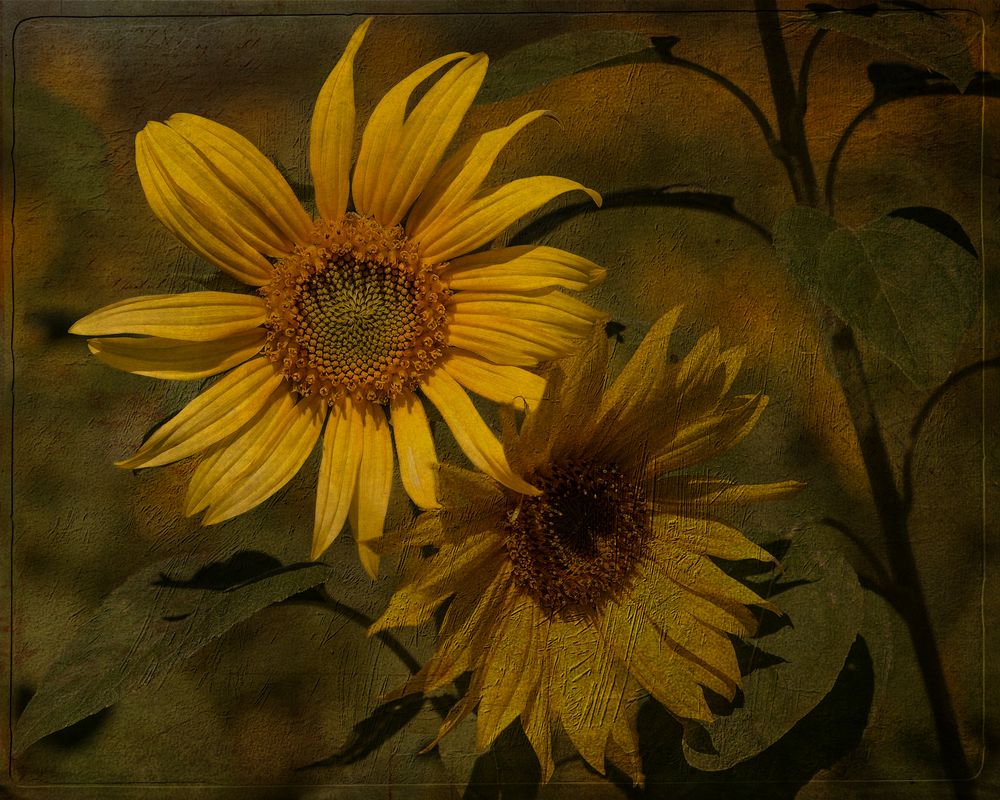 Sonnenblumen  (Helianthus annuus)