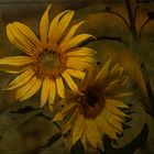 Sonnenblumen  (Helianthus annuus)