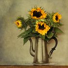 Sonnenblumen - Helianthus annuus...