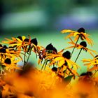 Sonnenblumen # Helianthus annuus