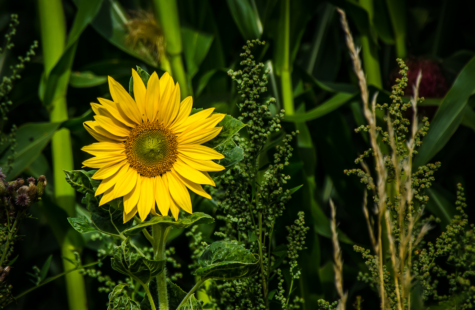 Sonnenblumen hier?