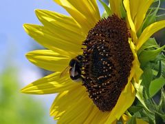 Sonnenblumen-Hummel