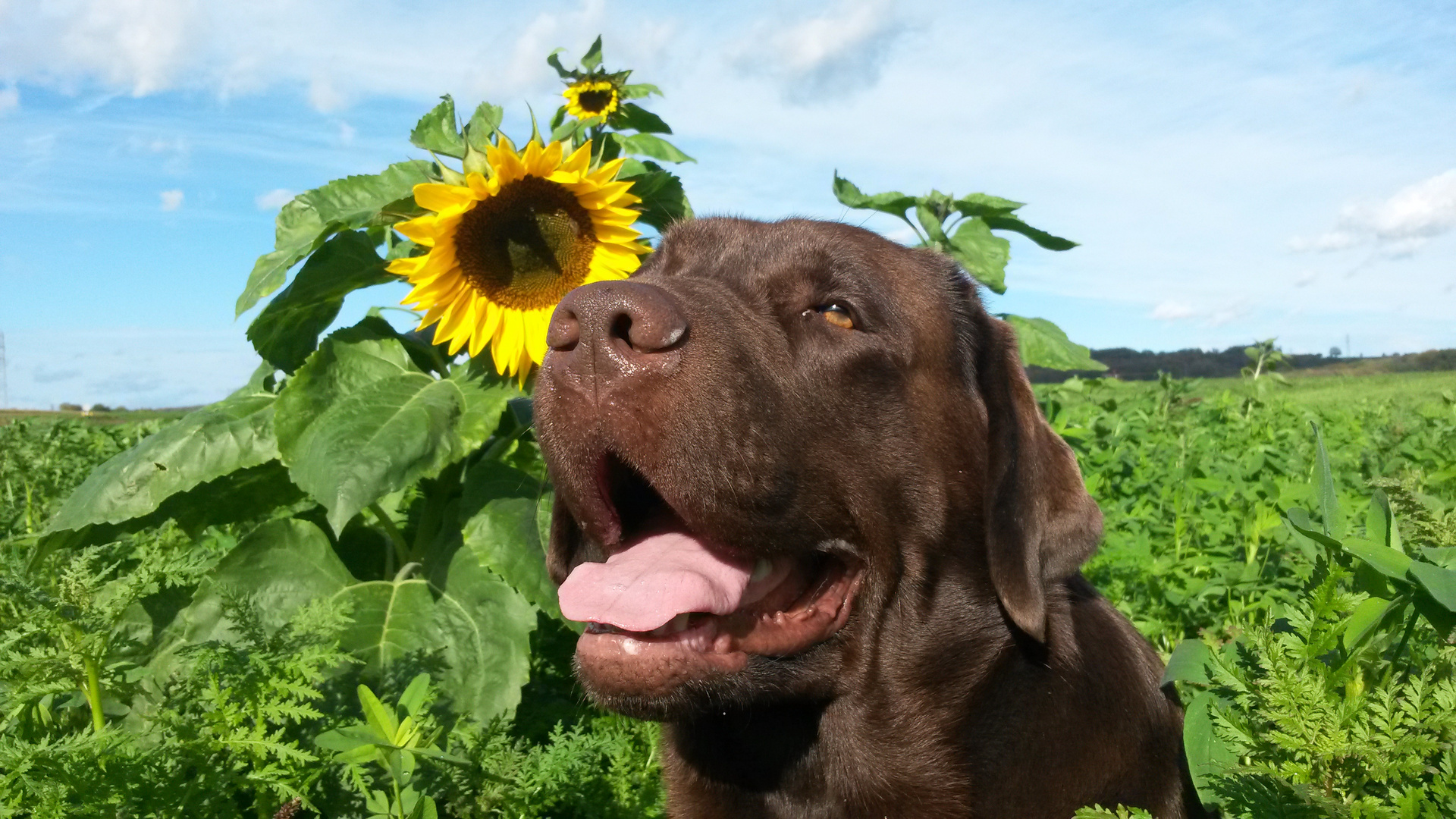 Sonnenblumen-Hund