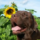 Sonnenblumen-Hund