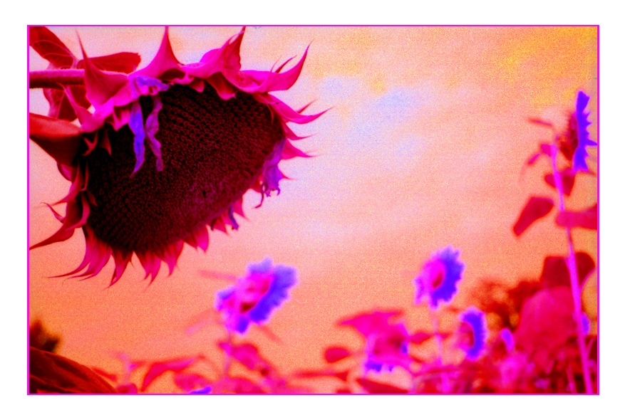 Sonnenblumen hybrid Part 2