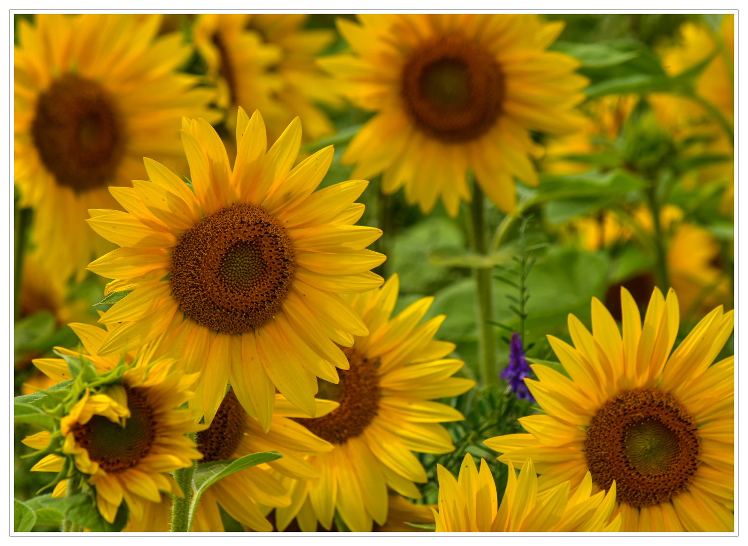 Sonnenblumen I