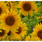 Sonnenblumen I