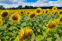 Sonnenblumen I - Indre/Frankreich