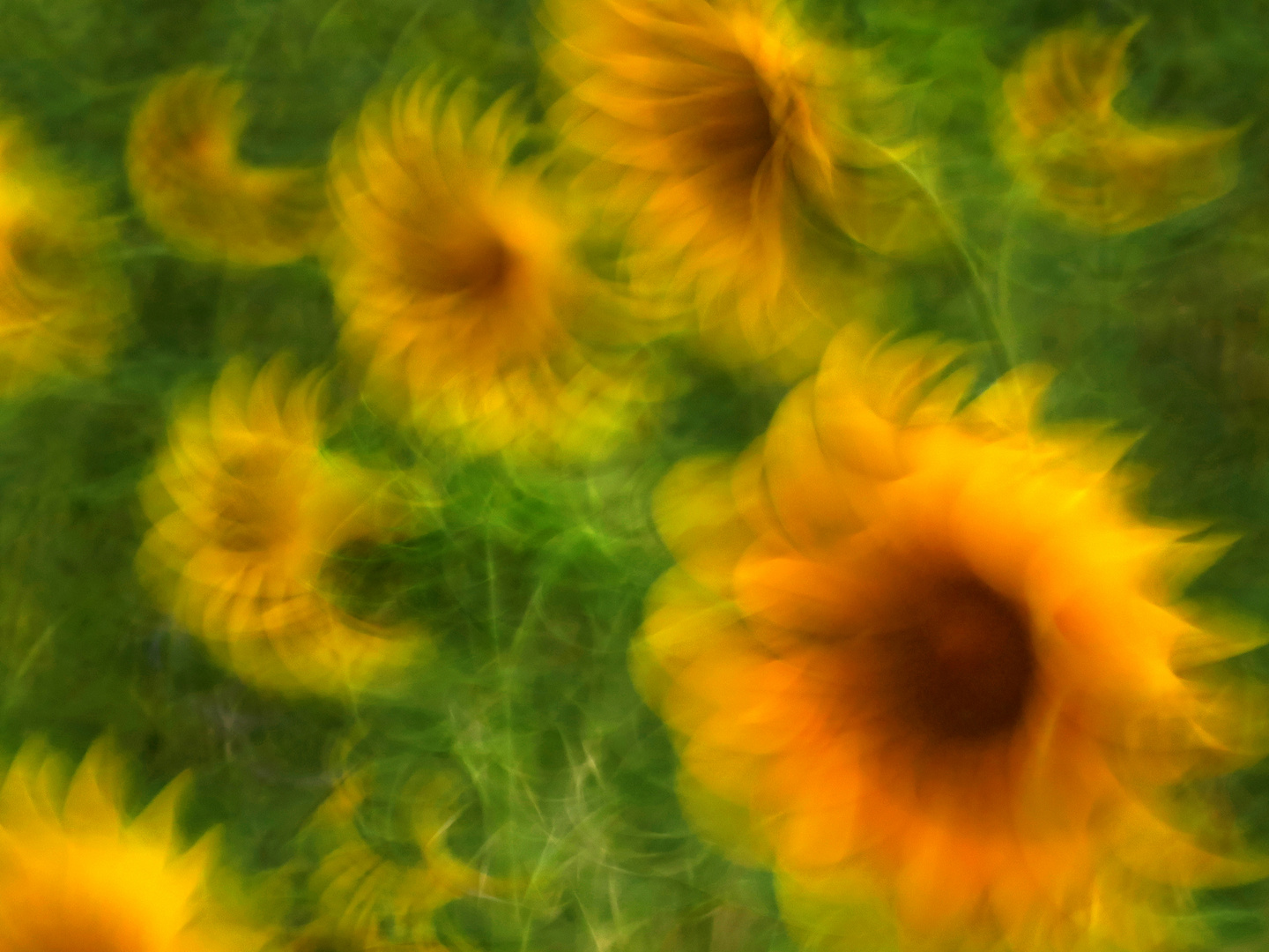 Sonnenblumen - ICM