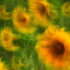 Sonnenblumen - ICM