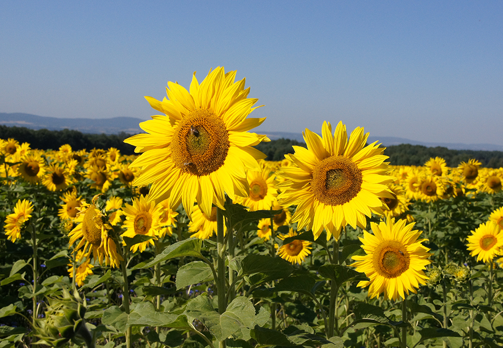 Sonnenblumen II