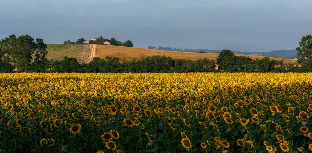 Sonnenblumen II