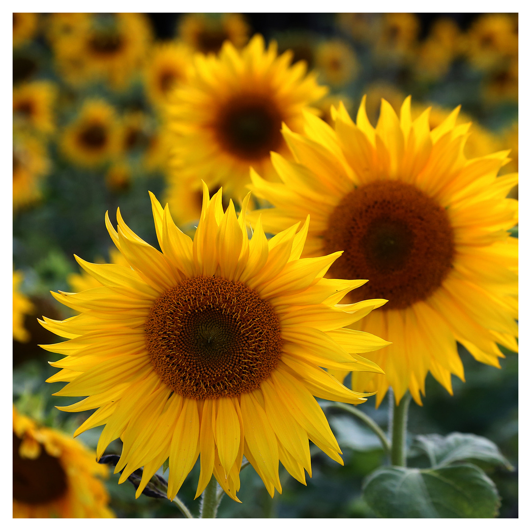 Sonnenblumen II