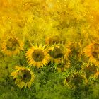 Sonnenblumen II