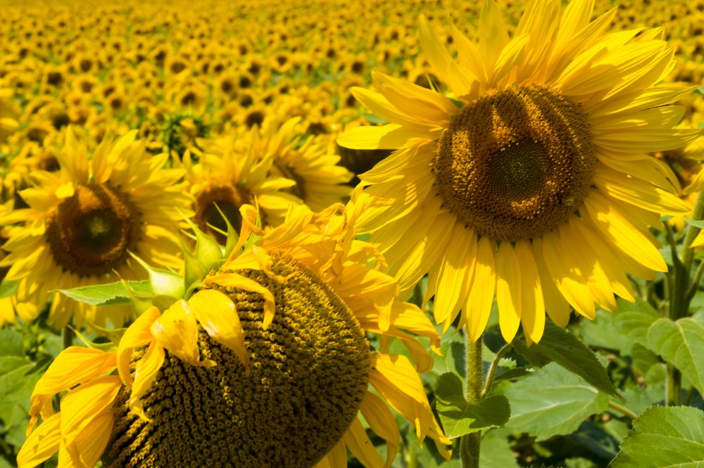 Sonnenblumen II - Indre/Frankreich