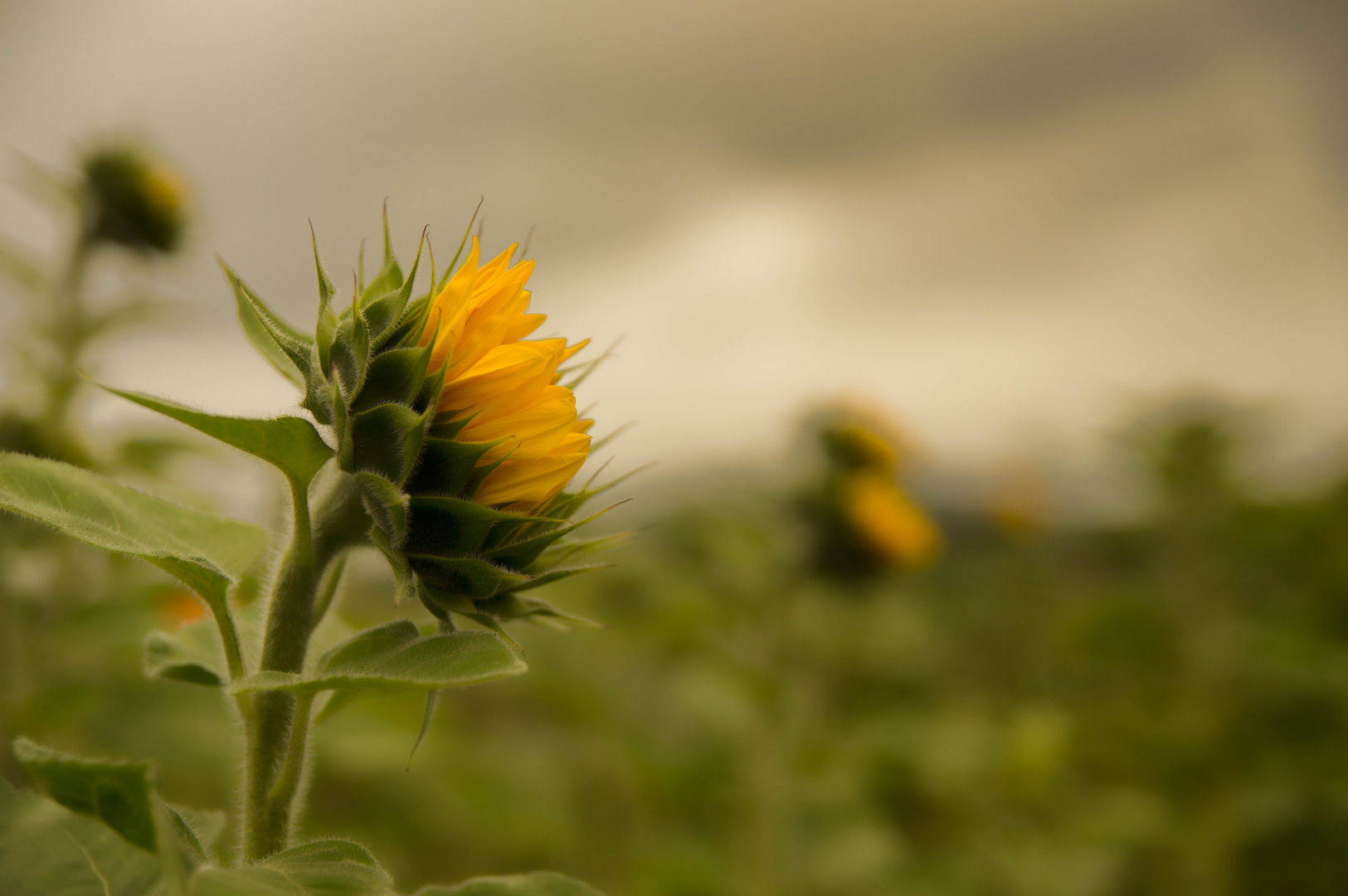 Sonnenblumen II Sun Flowers