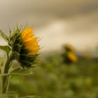 Sonnenblumen II Sun Flowers