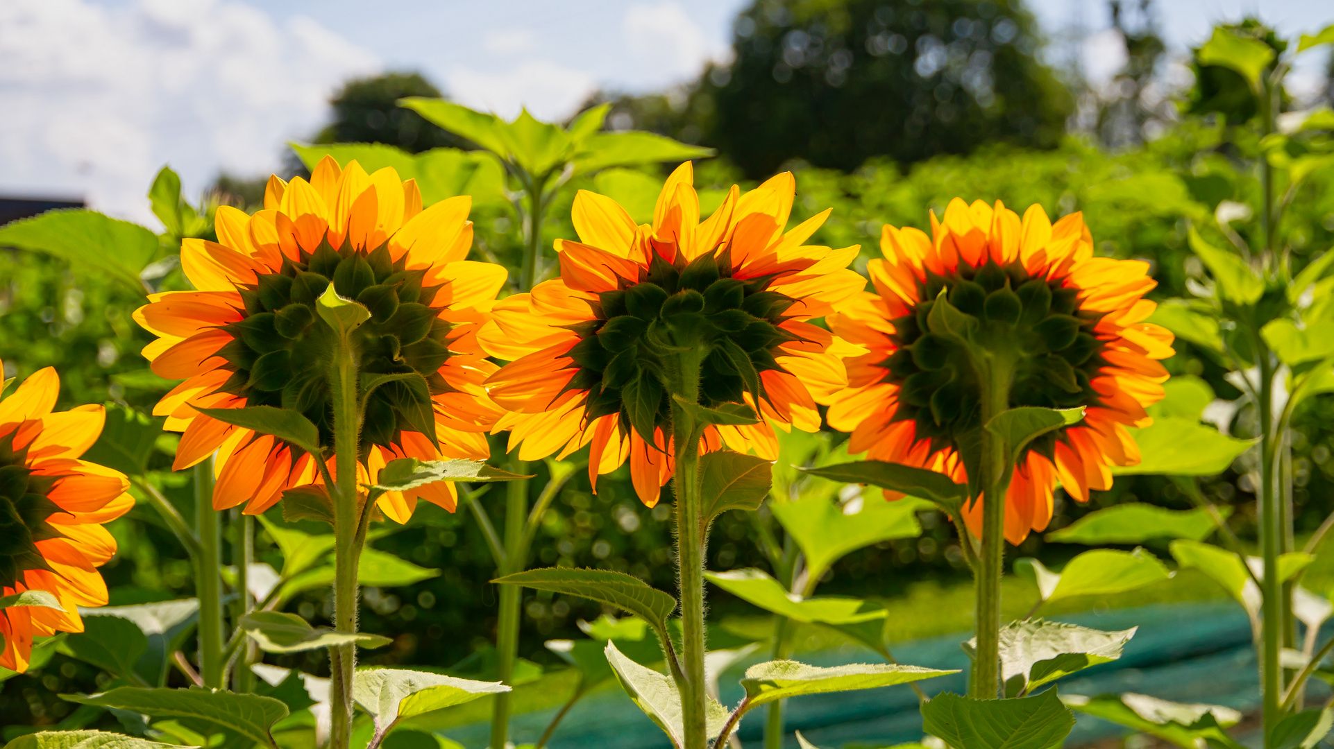 Sonnenblumen III