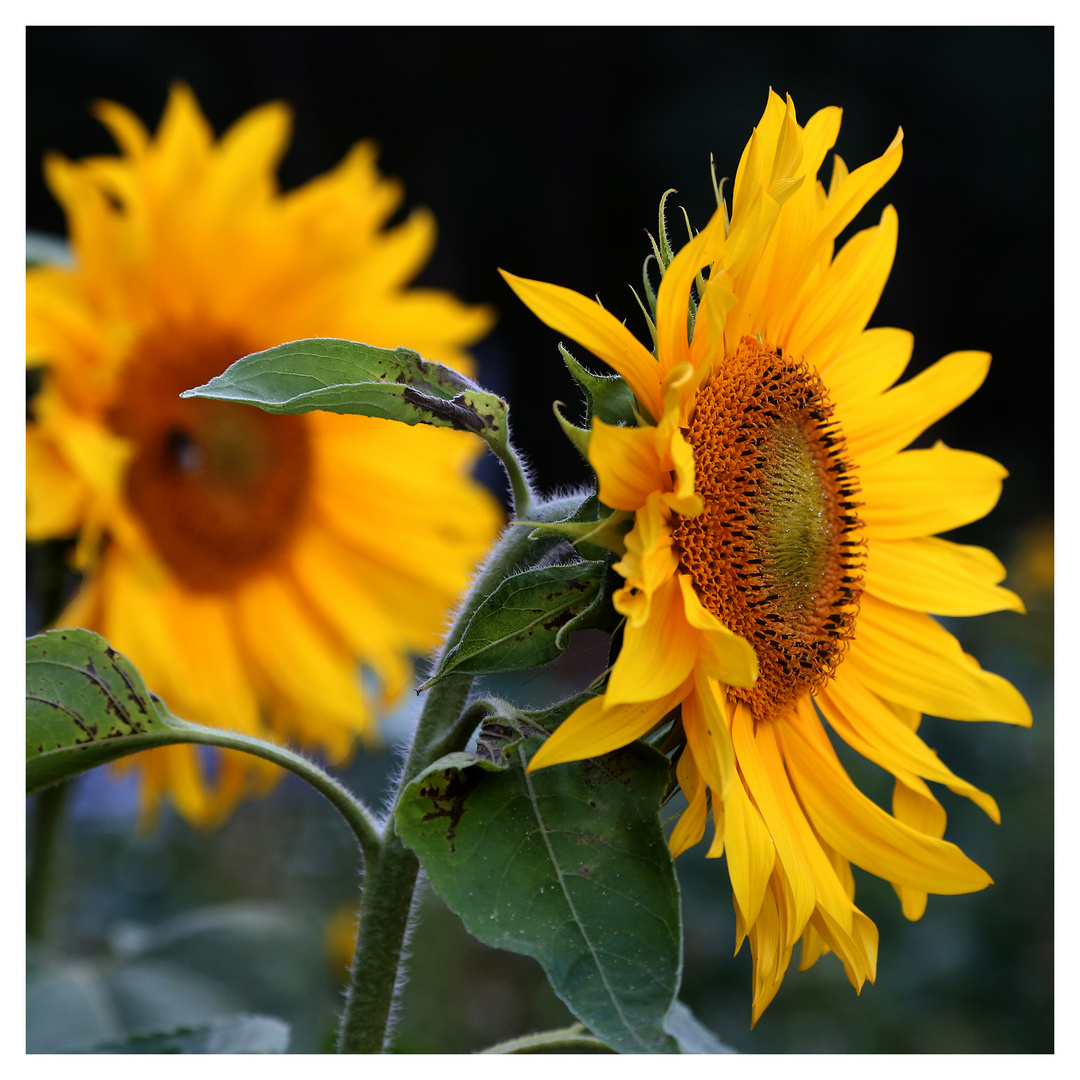 Sonnenblumen III