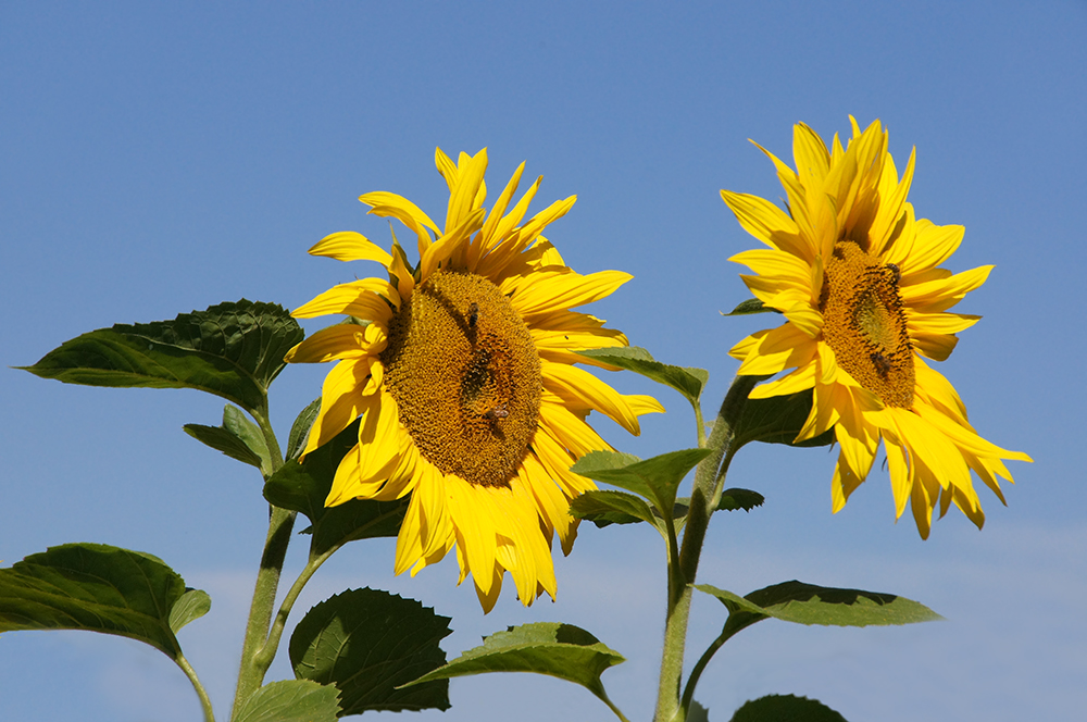 sonnenblumen III