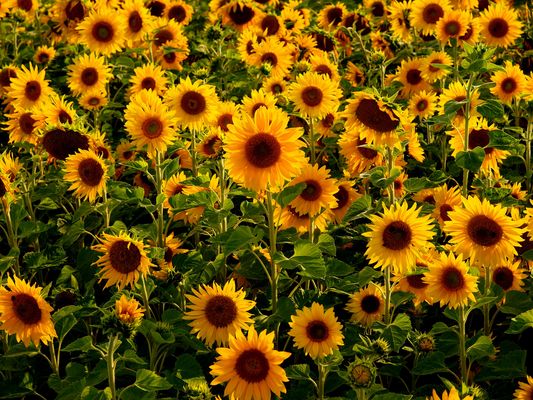 Sonnenblumen im . . .