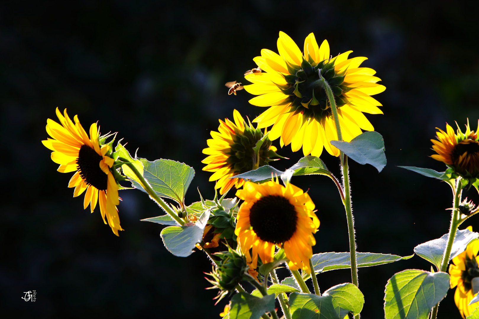 Sonnenblumen im abendlichen Gegenlicht