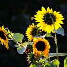 Sonnenblumen im abendlichen Gegenlicht